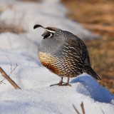California-quail
