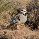 Chukar-1