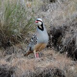 Chukar