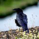 Common-raven-1