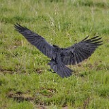 Common-raven-3