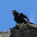 Common-raven-4