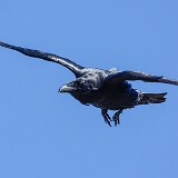 Common-raven-5