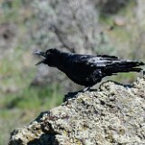 Common-raven-6