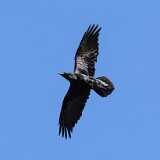 Common-raven-7