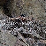 Common-raven-nest
