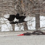 Magpie-1