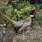 Rooster-Pheasant