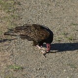 Turkey-Vulture-2