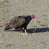 Turkey-Vulture-3
