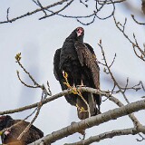 Turkey-Vulture-5