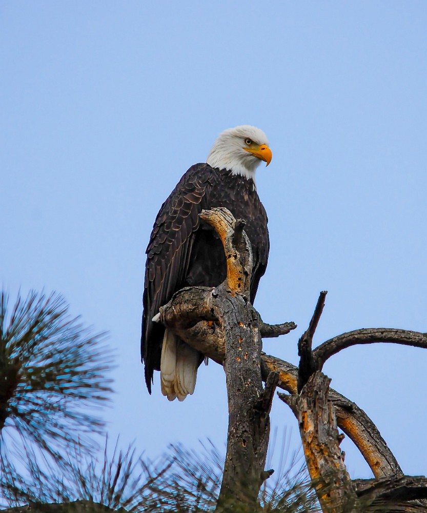 Bald-Eagle 5