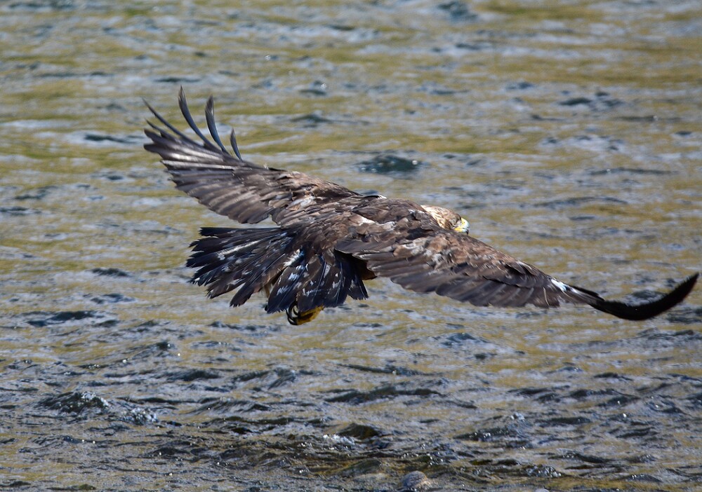 Golden-Eagle-Juvenile-1
