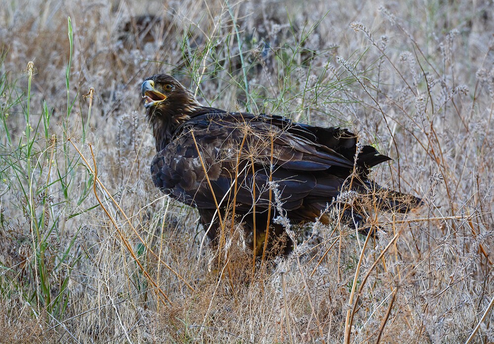 Golden-Eagle-Juvenile-2