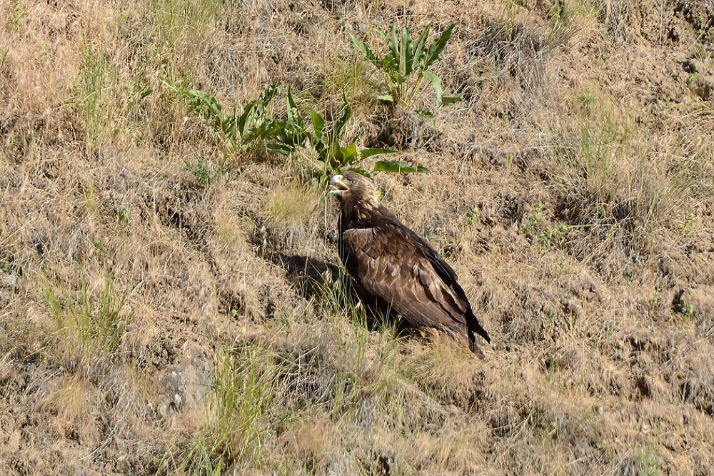 Golden-Eagle-Juvenile-3