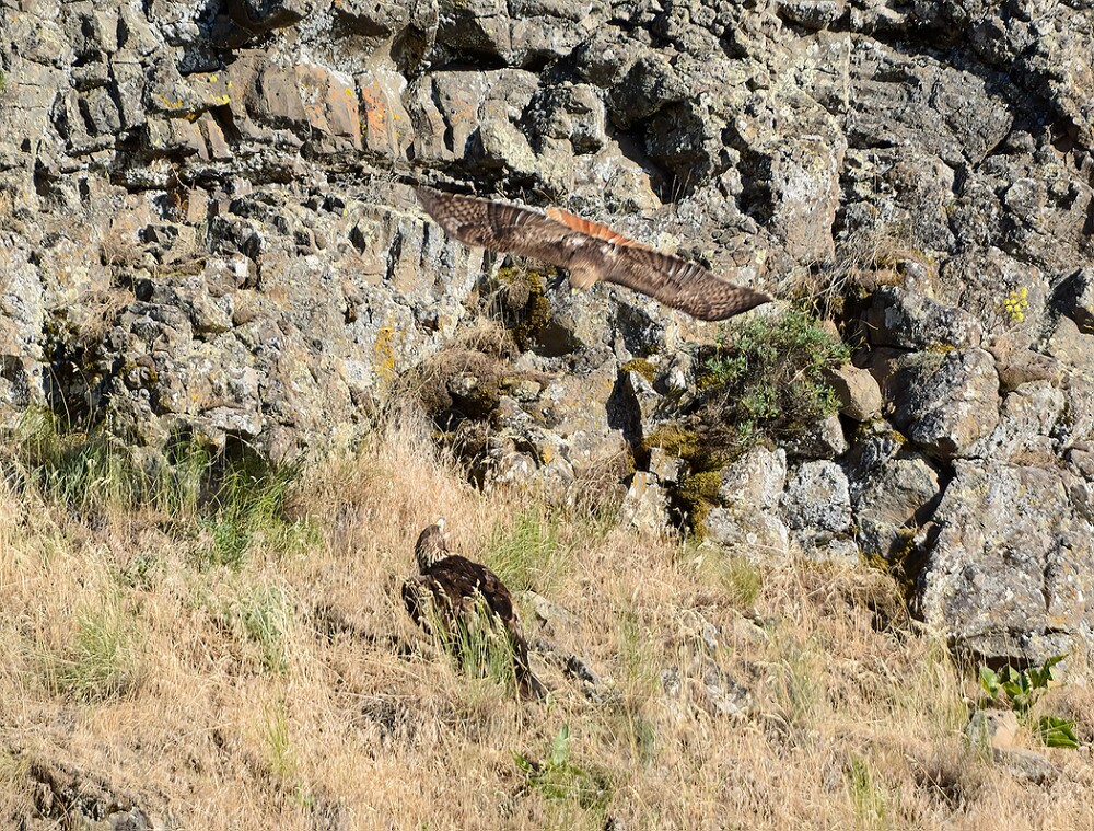 Golden-Eagle-Juvenile-4