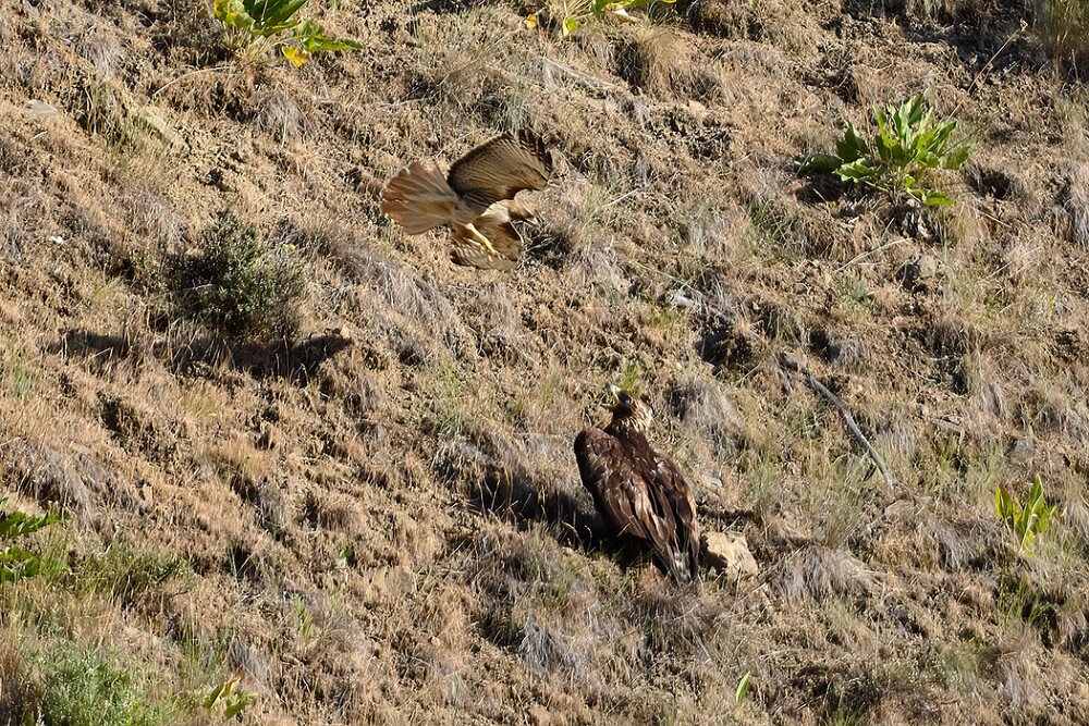 Golden-Eagle-Juvenile-5