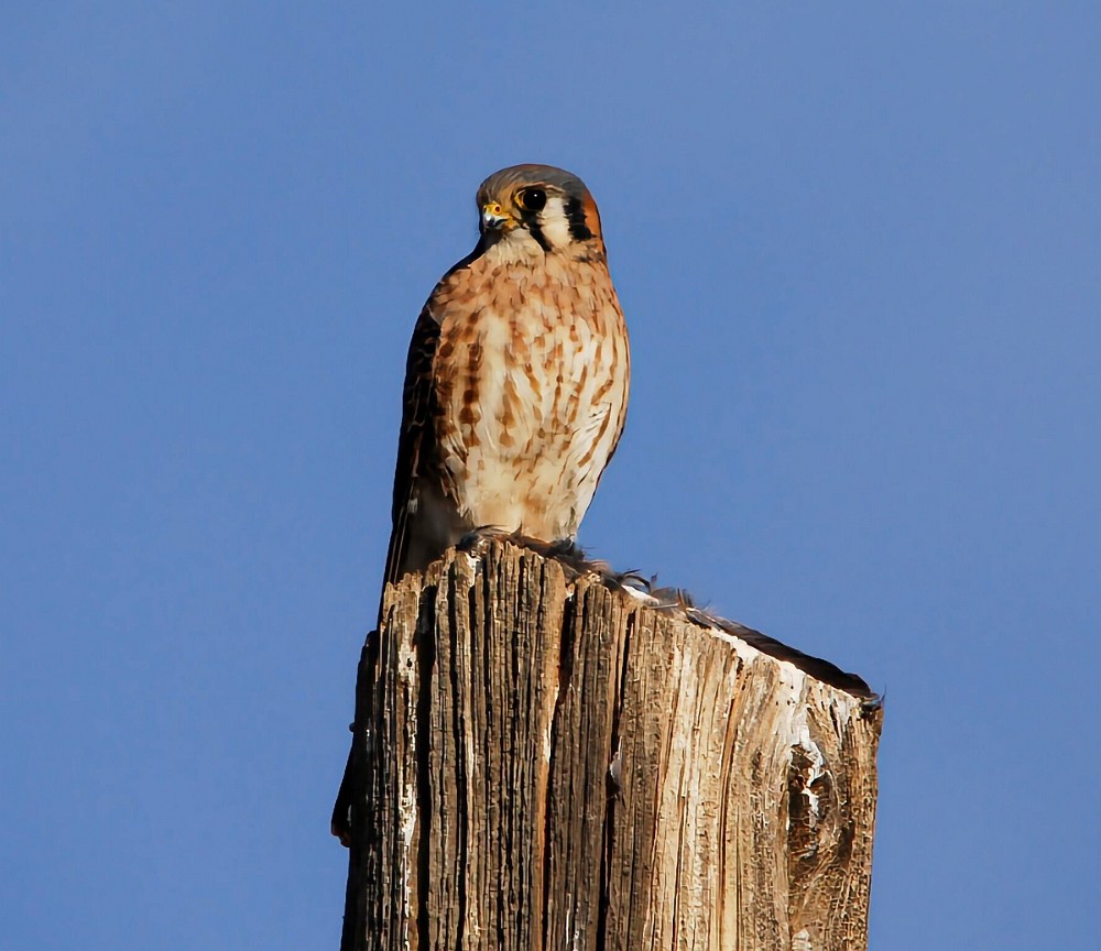 Kestrel