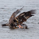 Bald-Eagle-juvinile 3