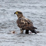 Bald-Eagle-juvinile 4