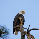 Bald-Eagle 5