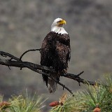 Bald-Eagle 8