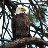 Bald-Eagle 9