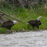 Bald-Eagles