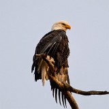 Baldy-drying-in-late-afternoon-sun
