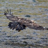 Golden-Eagle-Juvenile-1