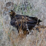 Golden-Eagle-Juvenile-2