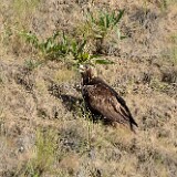 Golden-Eagle-Juvenile-3
