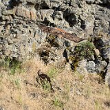 Golden-Eagle-Juvenile-4