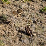 Golden-Eagle-Juvenile-5