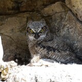 Great-horned-Owl 3