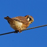 Kestrel 2