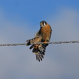 Kestrel 4