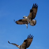 Osprey-pair