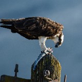 Osprey 5