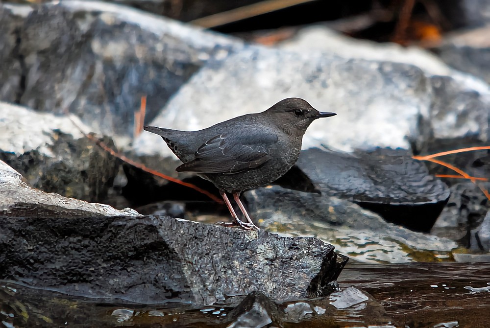 American-dipper