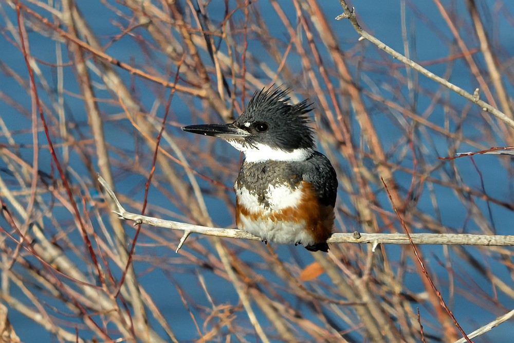 Belted-kingfisher