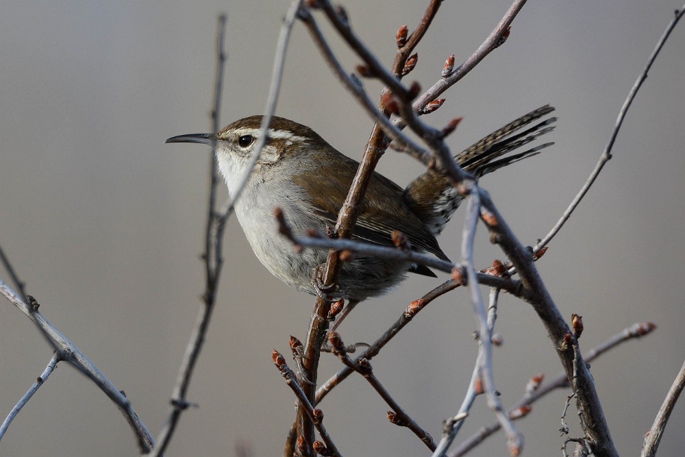 Bewick's-wren