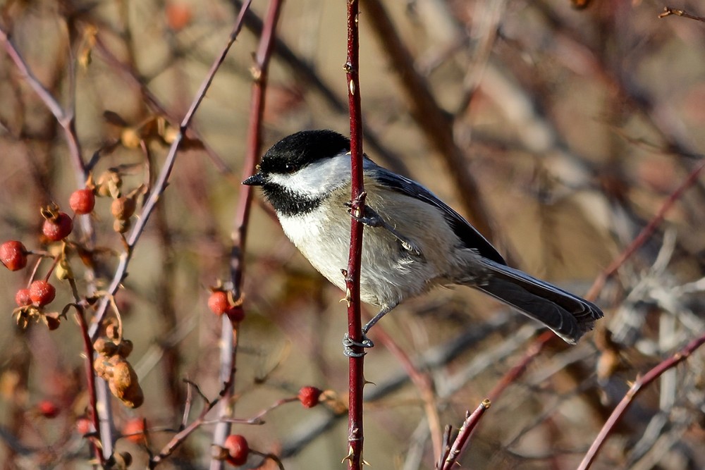Black-capped-chickadee