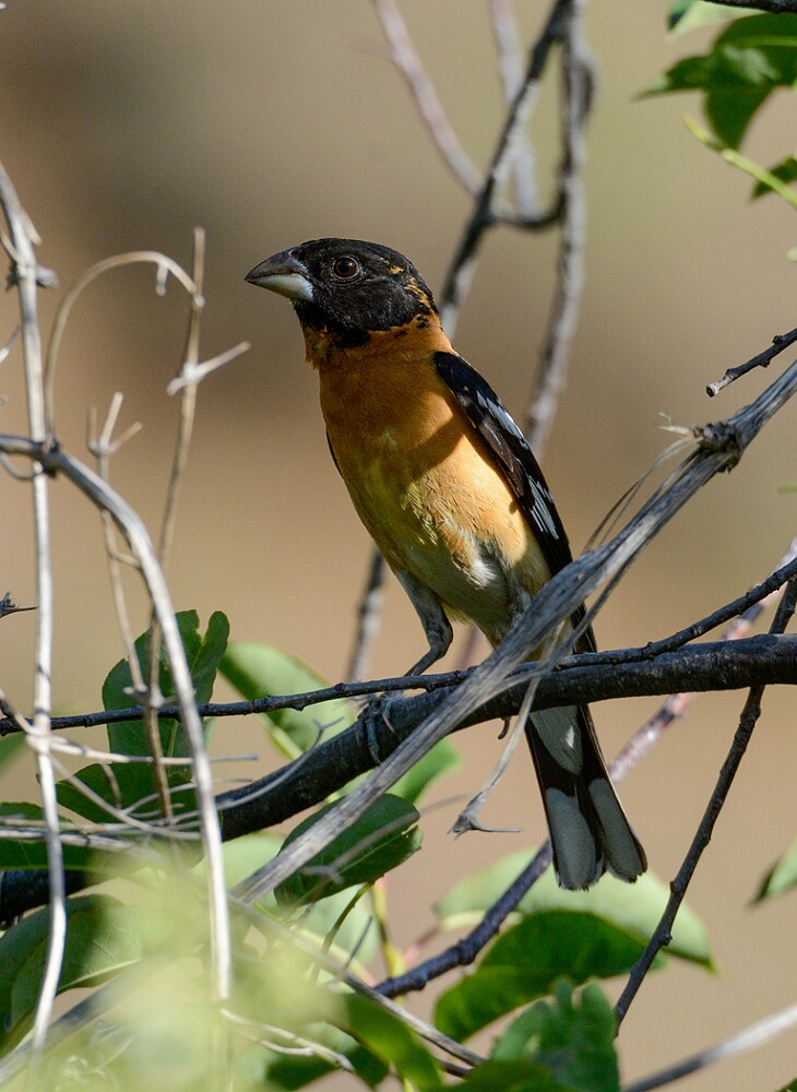 Black-headed-grossbeak-1