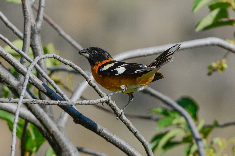 Black-headed-grossbeak-2