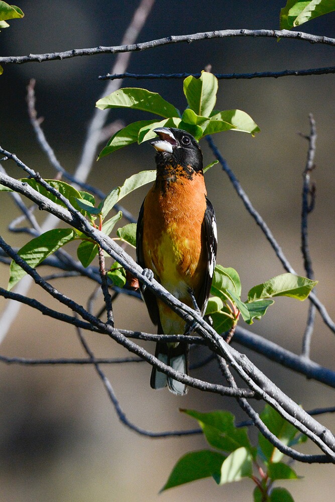 Black-headed-grossbeak-3