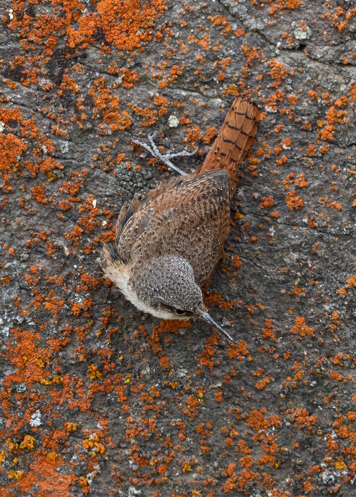 Canyon-wren