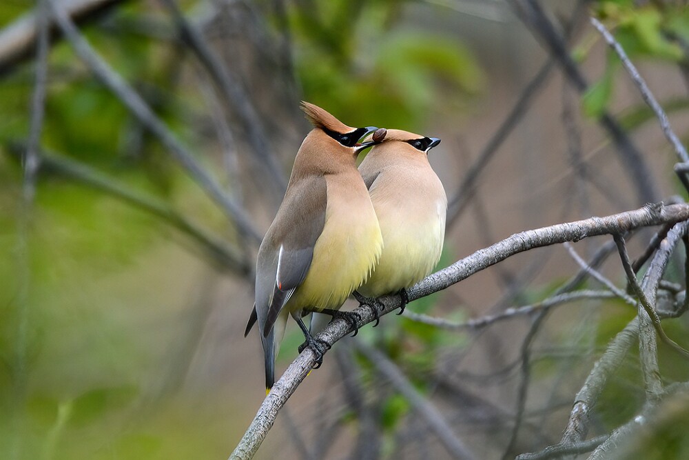 Ceadar-Waxwing-2