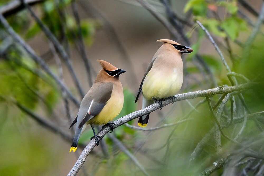 Ceadar-Waxwing-3