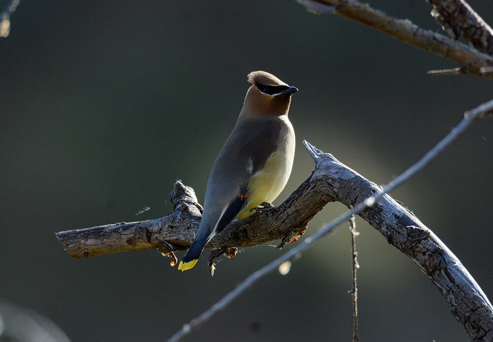 Ceadar-Waxwing-4